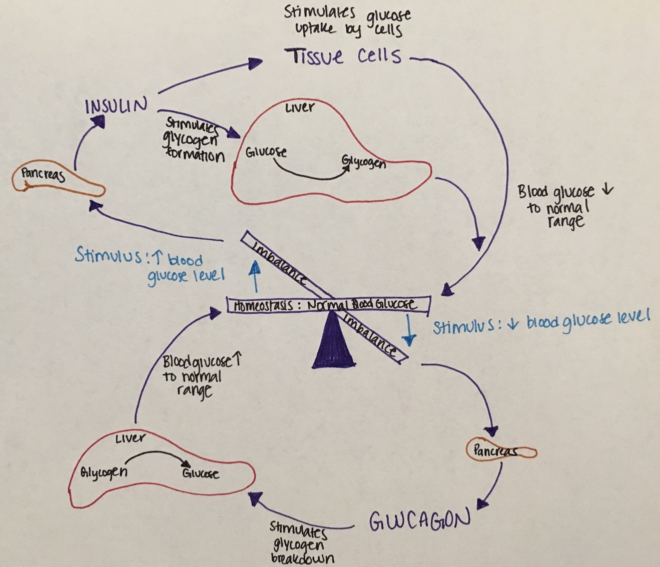 glucose regulatory mechanism
